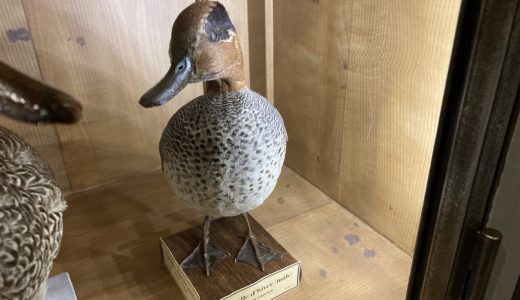 「パリ3区『狩猟自然博物館』のコガモの剥製」。